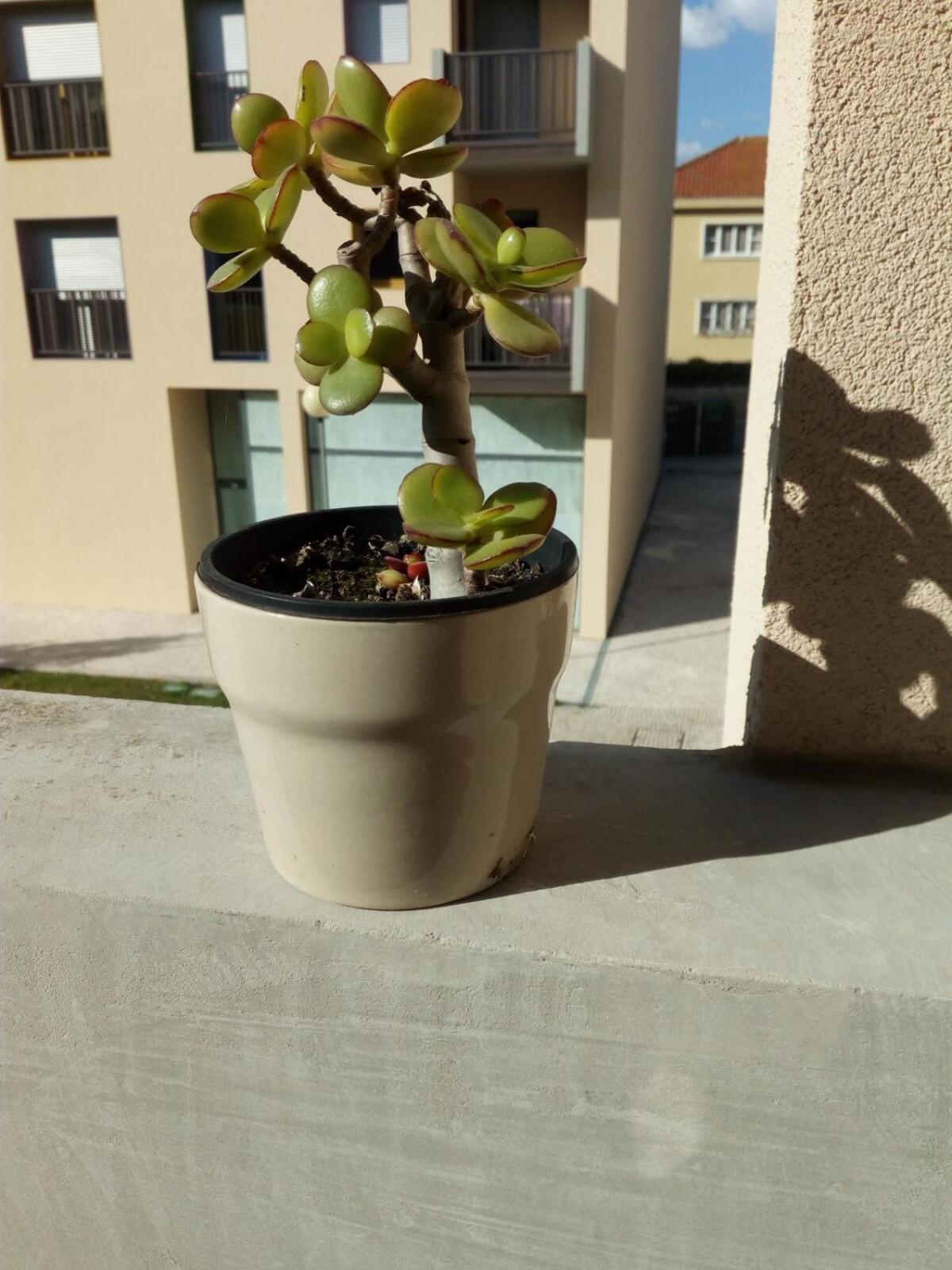 Alojamento Calypso Póvoa de Varzim Exterior foto